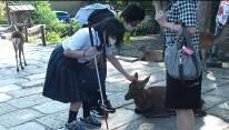 鹿とふれあう生徒 鹿とふれあう生徒