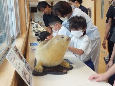 アザラシのこどものはく製を触って確かめています。毛は思ったよりも硬かったようです。 アザラシのこどものはく製を触って確かめています。毛は思ったよりも硬かったようです。